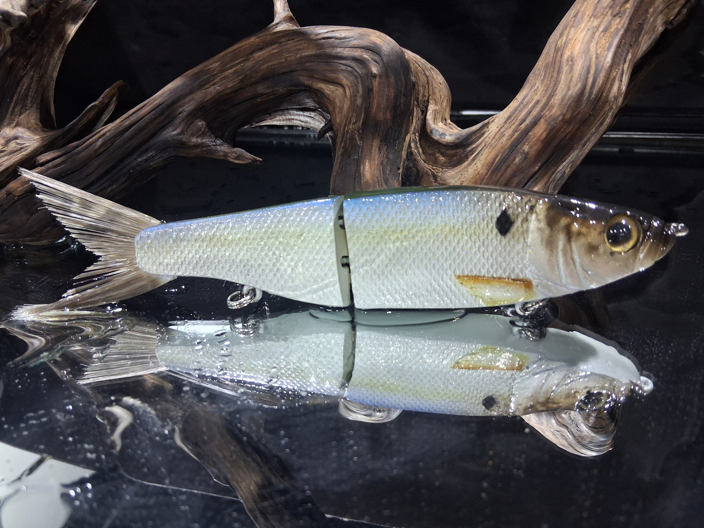 KGB Herring "CC Threadfin"