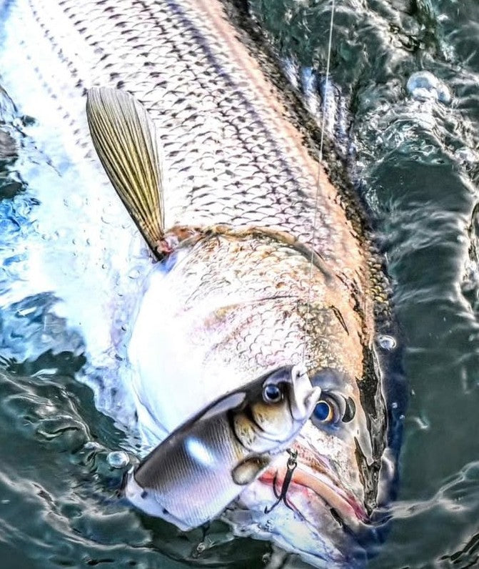 KGB Trout