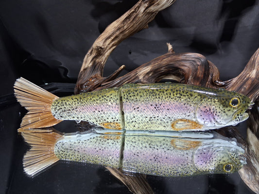 KGB Trout "CC Rainbow"