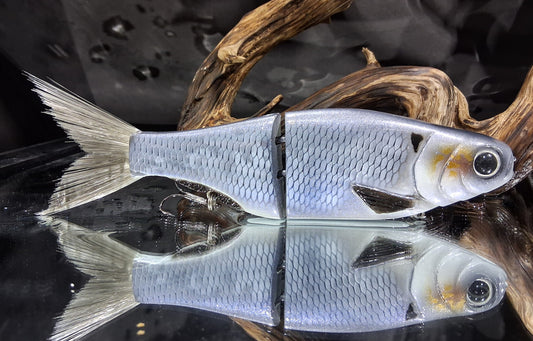 KGB Prince "DB Blue Rain"