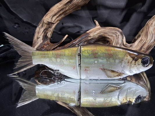 KGB Prince "Gator Shad"